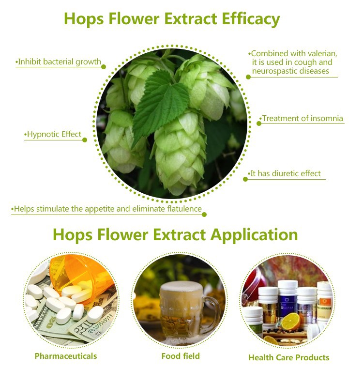 Hops Flower Extract17